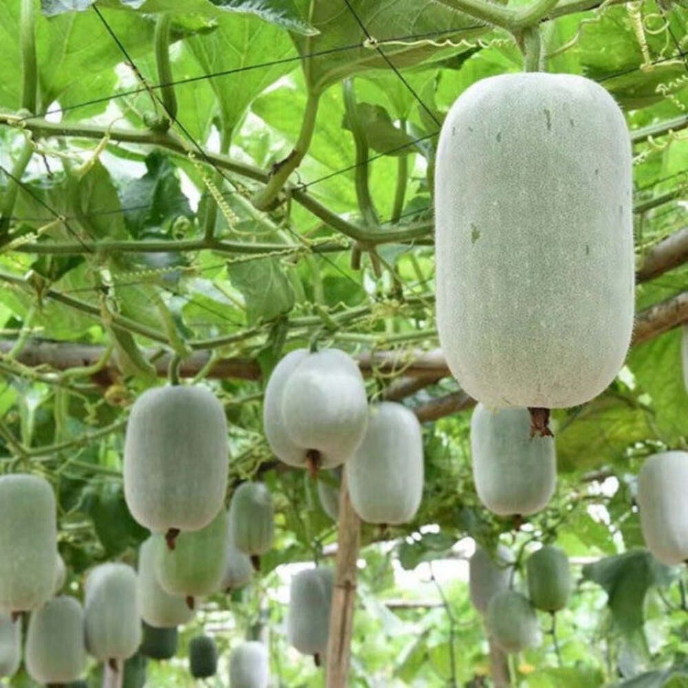 Ash Gourd: The Yogic Superfood & Ayurvedic Powerhouse You Need to Know