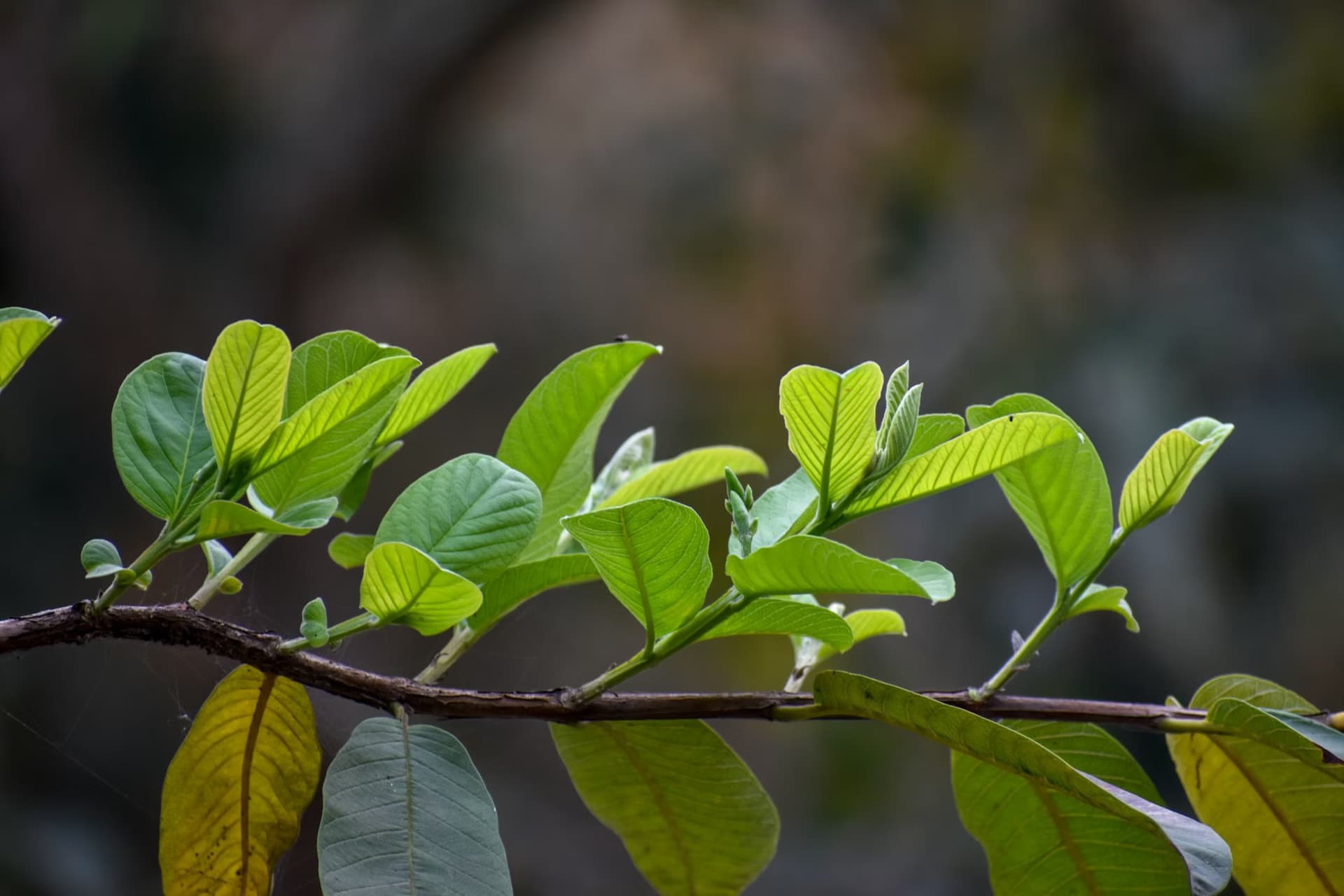 Guava Leaf Tea: The Ancient Healing Brew for Modern Metabolic Health