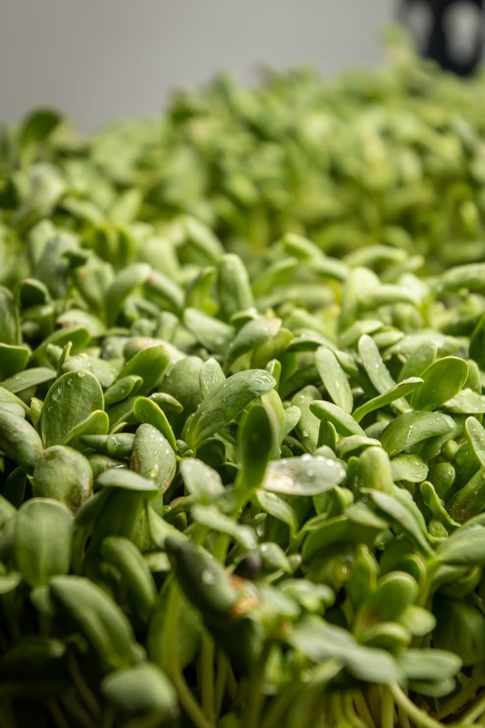 Fresh residue-free leafy greens and microgreens grown without chemical pesticides at Satwik Farms in Kisarawe