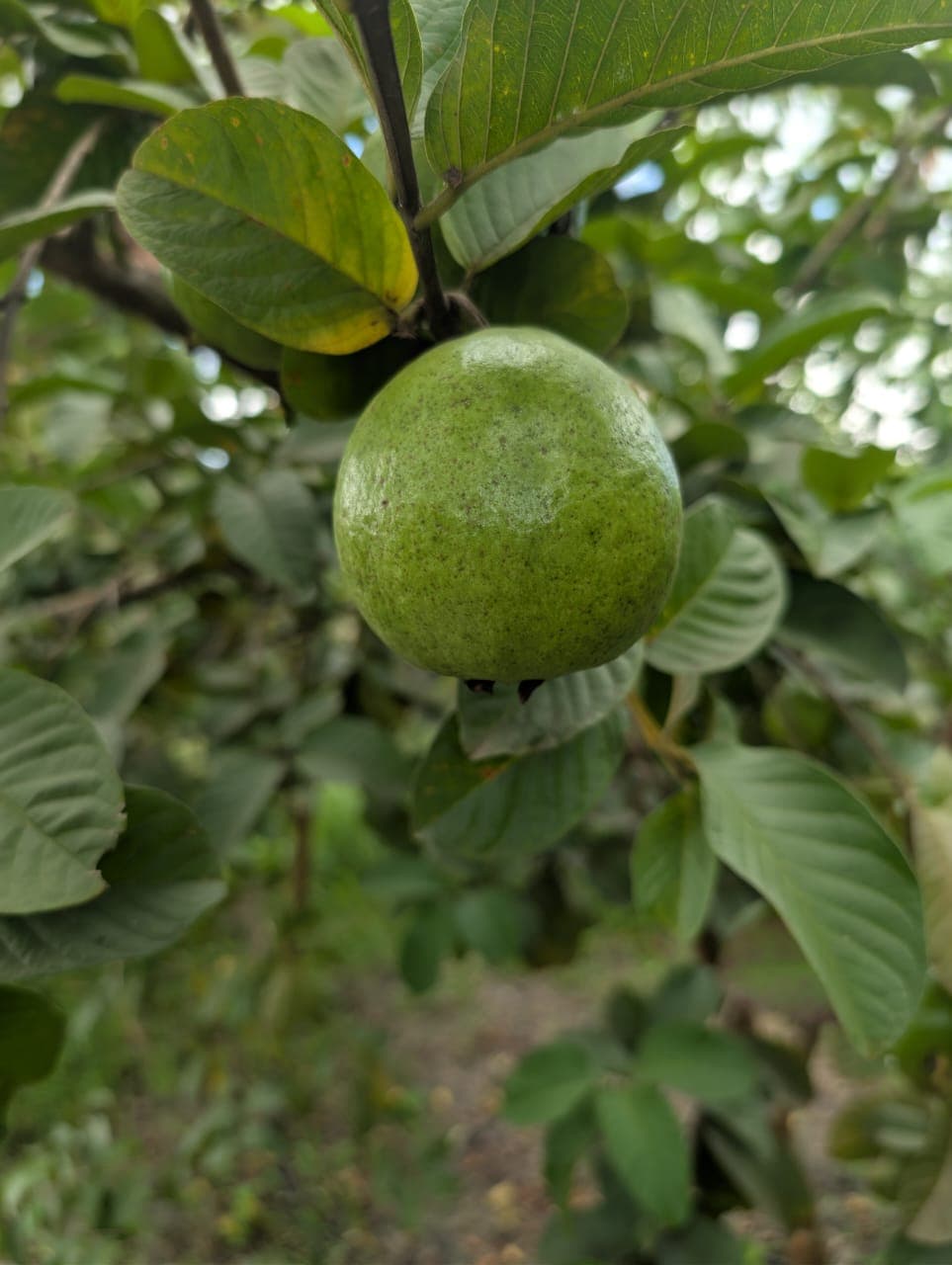 Why Choose Satwik Farms: Regenerative, Residue-Free Farming for a Better Future