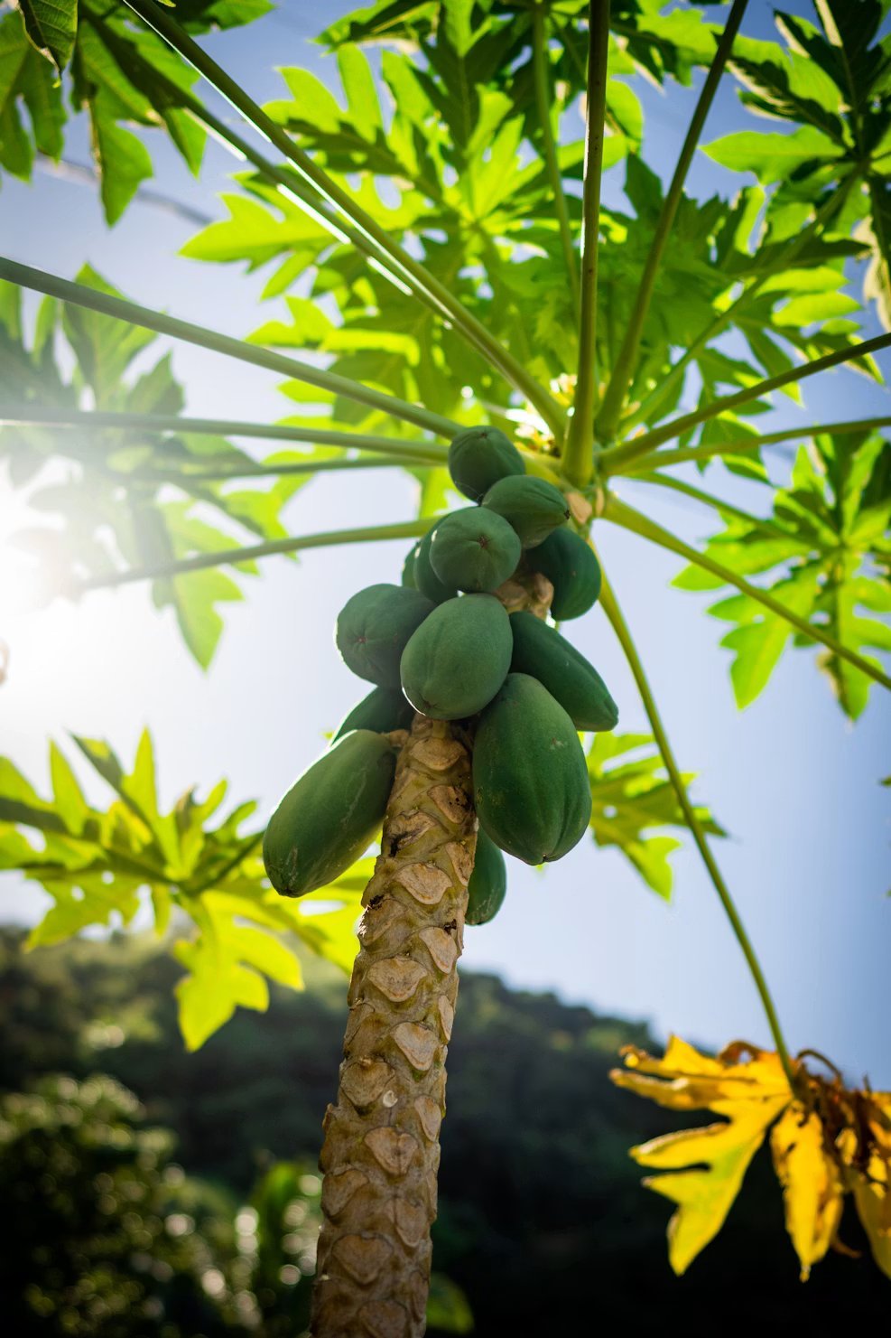 Young green papayas ripening in a cluster on the tree under a tropical sun — papaya thrives in warm climates like ours in Kisarawe